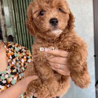 Poodle Thuần Chủng - Bé Ngoan, Khỏe Mạnh, Thông Minh!