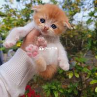 Meow Hộ Khẩu An Giang - Meow Nhà Trồng Chợ Mới, An Giang  