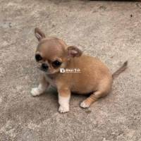 Chihuahua Thuần Chủng Đang Bầu, Lên Giống, Cái Tơ, Cái 2 Tháng