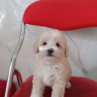 Poodle nhà nuôi, sức khỏe tốt