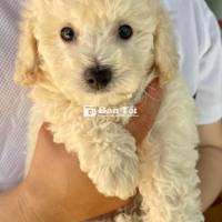 Poodle đực Kem siêu dễ thương!