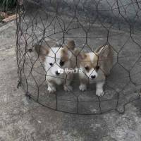 Chó Corgi Cần Bán - Thuần Chủng, Đã Tiêm Phòng Đầy Đủ  