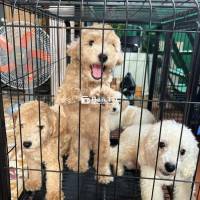 Cần Tìm Nhà Cho Các Bé Poodle 3 Tháng Tuổi, Đầy Đủ Giấy Tỷ Tiêm Chủng  