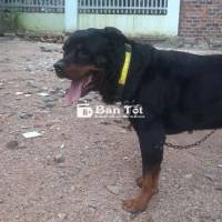 Cần bán Chó Rottweiler Đức nặng khoảng 30-40kg, lông màu đen