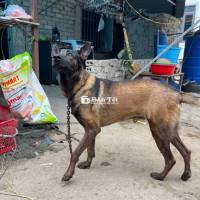 Nhà nhiều chó nên cần nhượng lại Bé Bỉ màu vàng đen