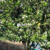 Cần bán cây cherry Brazil đang ra hoa  