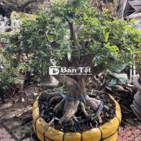 Nguyệt Quế Hoa Thơm - Cây Bonsai Thuần Chậu Đẹp