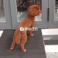 Bé Poodle Tìm Chủ Mới  