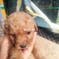 Bán Nhanh Chó Poodle An Nhơn, Bình Định  