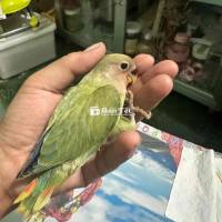 Vẹt Lovebird Không Viền, To Con, Siêu Quấn Chủ  