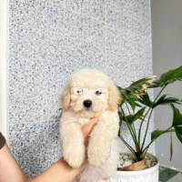 Chó Poodle Thuần Chủng Con – 3 Đực, 2 Cái