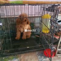 Cần bán gấp 2 chó Poodle và Mông Cộc  