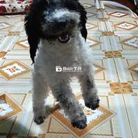 Chó Cái Poodle Bò Sữa Thuần Chuẩn - Đã Tiêm Ngừa Đầy Đủ  