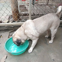 Pug mặt xệ siêu đáng yêu!