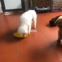 Cần bán 6 chú chó Poodle và Phốc Sóc nhỏ xinh  