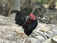 Hoàng Tuấn