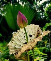Đoàn Văn Ngọ