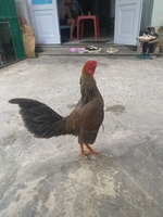 bảo gà tre