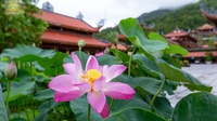 Chang Nhà Tốt