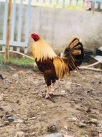 trân