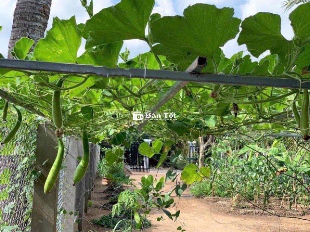 Bố mẹ có miếng vườn tâm huyết mà giờ lớn tuổi không đủ sức chăm vườn n