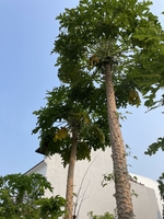 Quốc