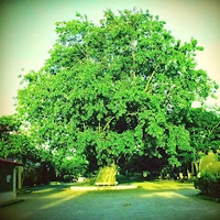Phùng Văn Lực