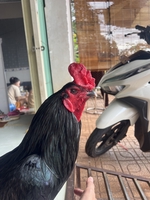 Hạo Bình Phước