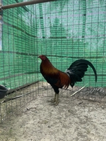 phong