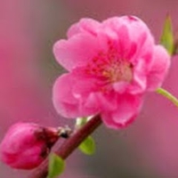 liem le