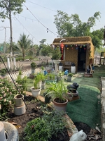 mai trần