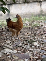 bán cho ai cần