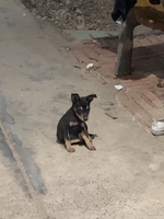 tuấn