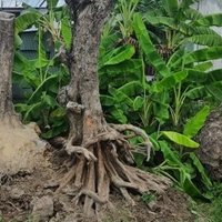 Nguyễn Trường