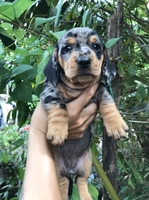 VIVU PETSHOP