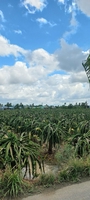 lý Tiểu long