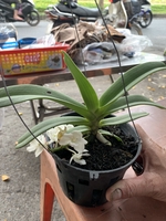 trường 