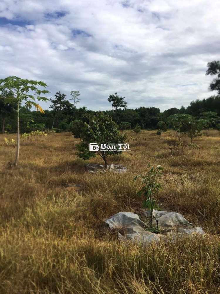 Tuyển cặp vợ chồng làm vườn ở Long Thành Đồng Nai