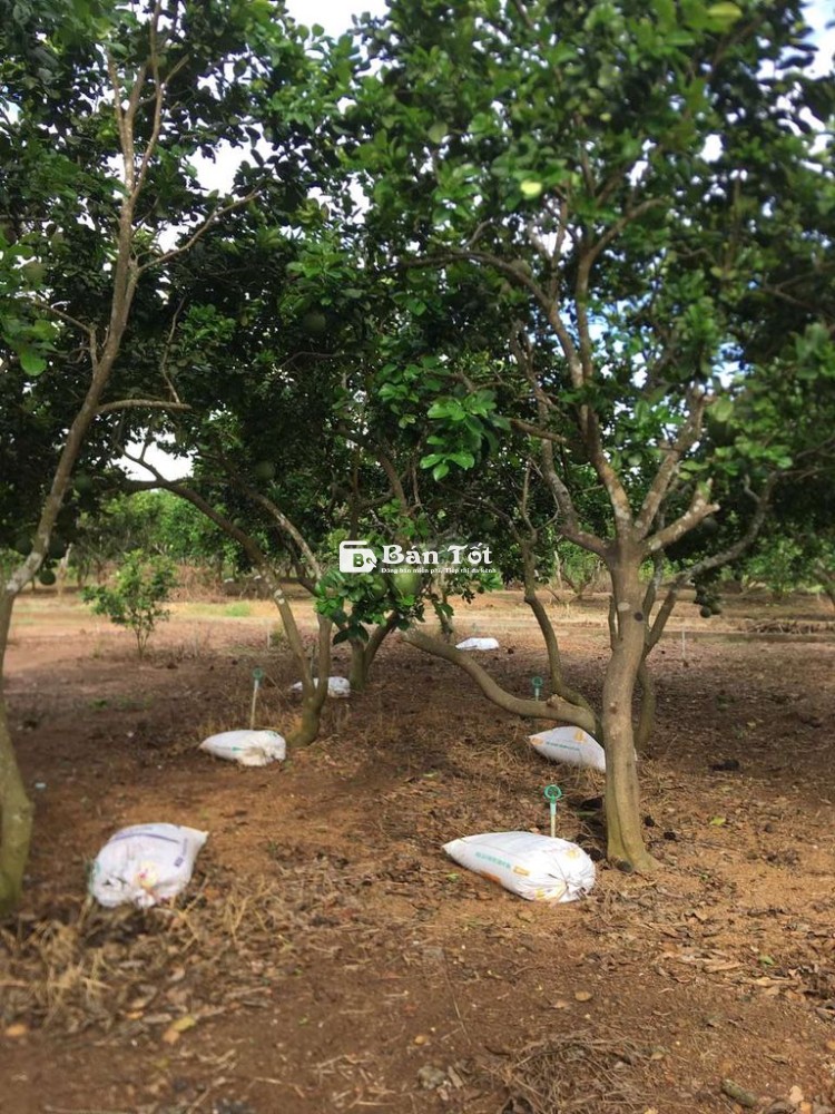 Tuyển cặp vợ chồng làm vườn ở Long Thành Đồng Nai