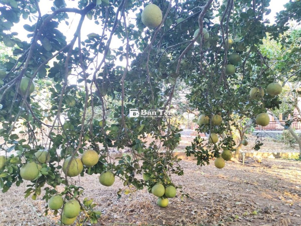 Tuyển cặp vợ chồng làm vườn ở Long Thành Đồng Nai