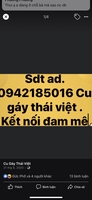 Cu Gáy Thái Việt