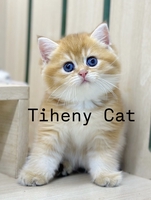 TihenyCat