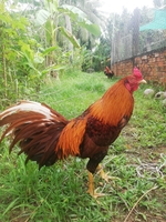 Nguyễn Tiến