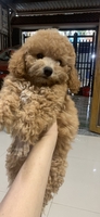 bình dương