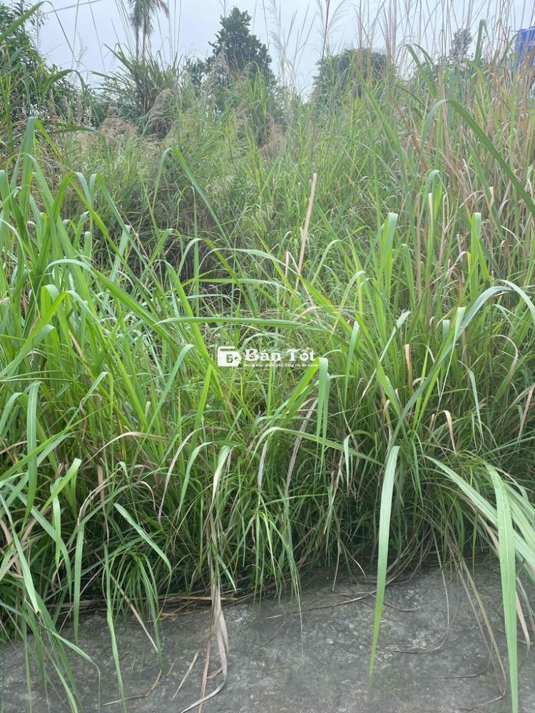 CẦN BÁN ĐẤT