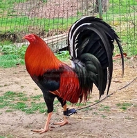 lâm gupy