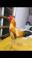 Sơn 