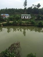 Hoang son