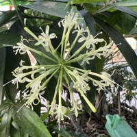 Lê Trường