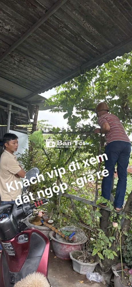 CẤN BÁN GẤP ĐẤT VƯỜN 1000M  TẠI ĐƯỜNG 1-2 VĨNH LỘC B